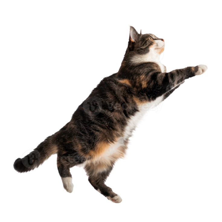 a cat is jumping up in the air