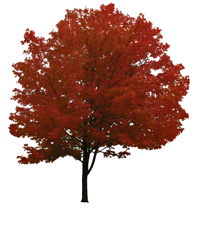 a tree with red leaves on it