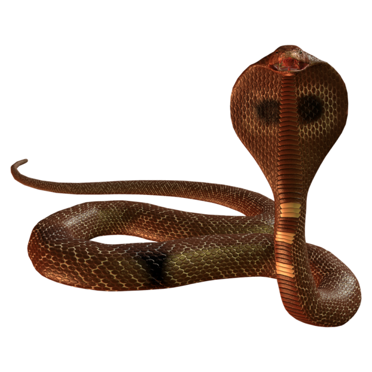 a brown snake on a white background