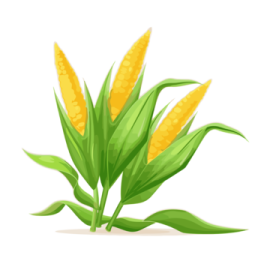 a yellow flower on a white background