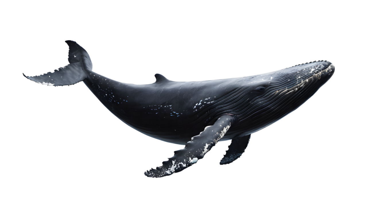 a whale is jumping in the air