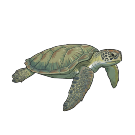 a green sea turtle