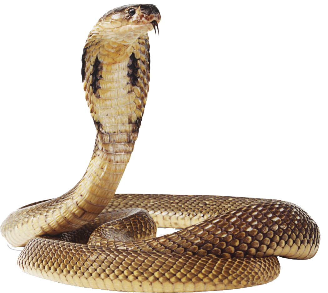 a brown snake on a white background