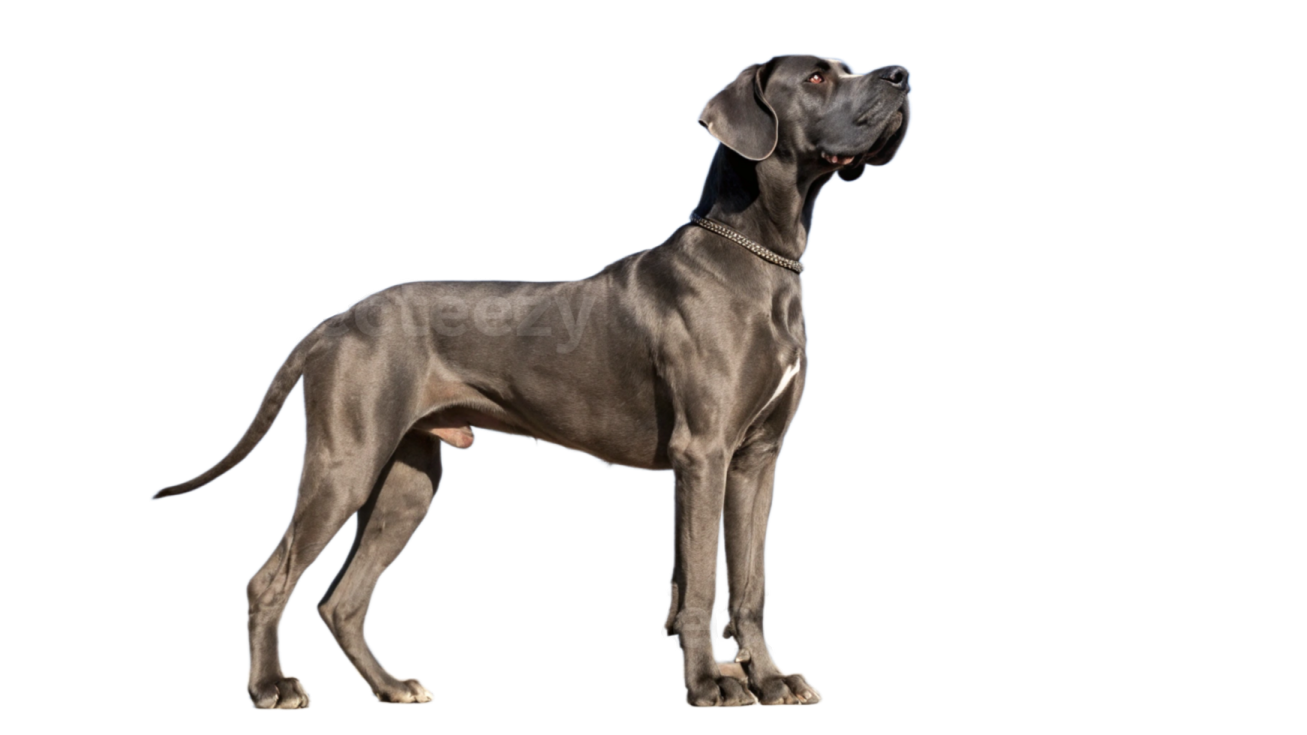 a weimar dog standing in front of a white background