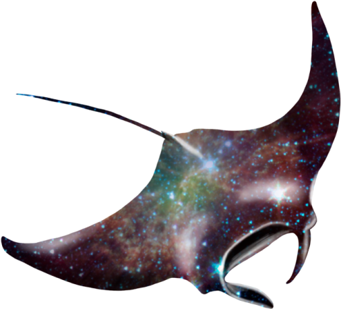 an image of a manta ray