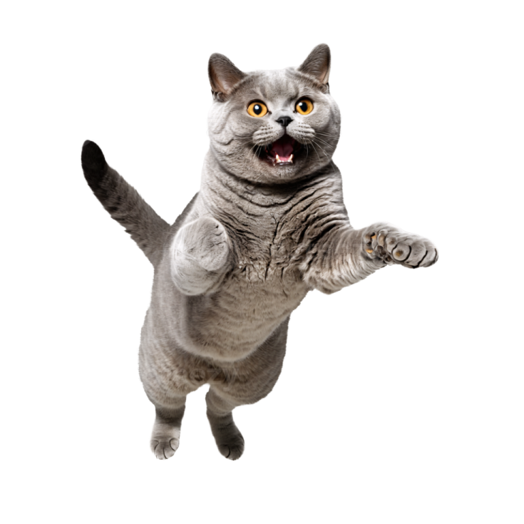 a gray cat is jumping in the air