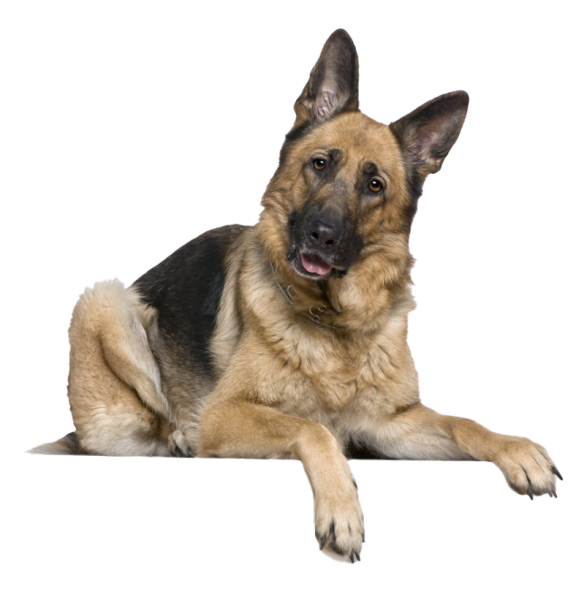 a german shepherd dog laying down on a white background