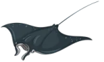 a drawing of a manta