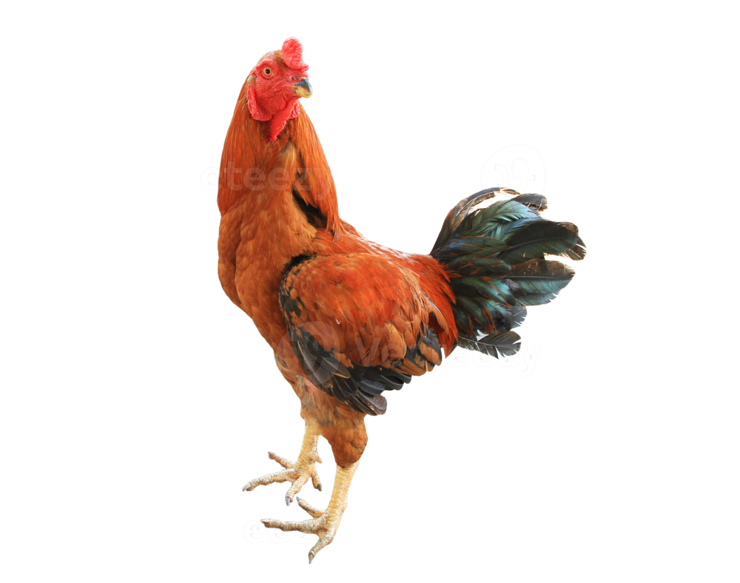 a red and black rooster on a white background