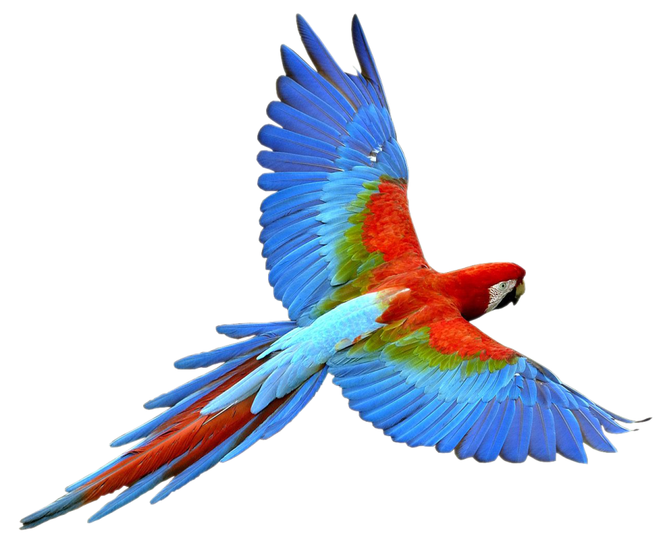 a red and blue parrot flying in the air