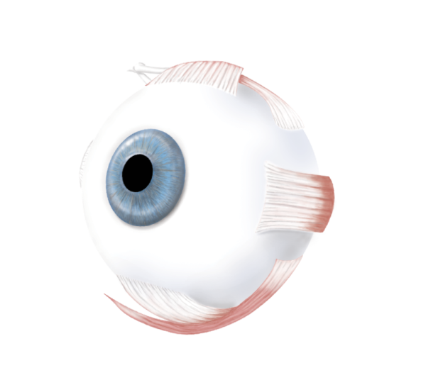 a close up of an eye with the pupil visible