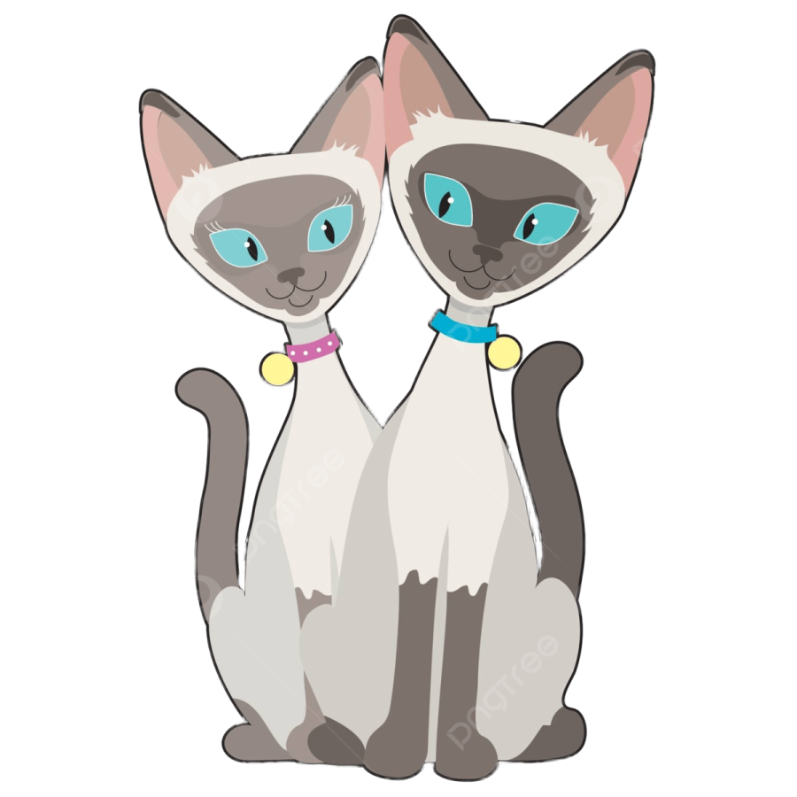 two siam cats with blue eyes
