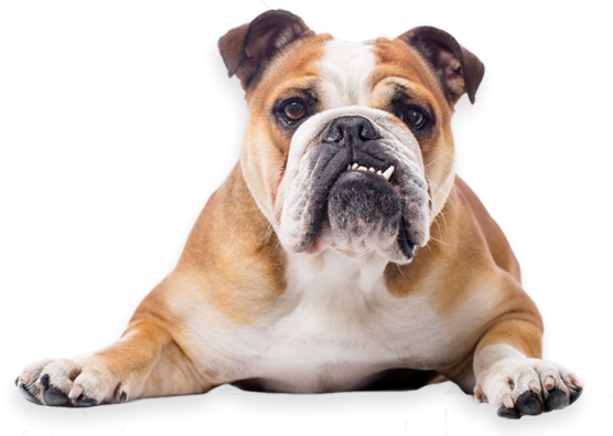 a brown and white dog laying down on the floor