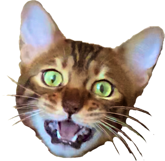 a close up of a cat's face with green eyes