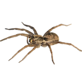 a large spider on a white background