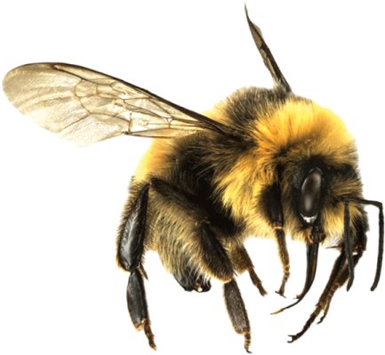 a bee on a white background