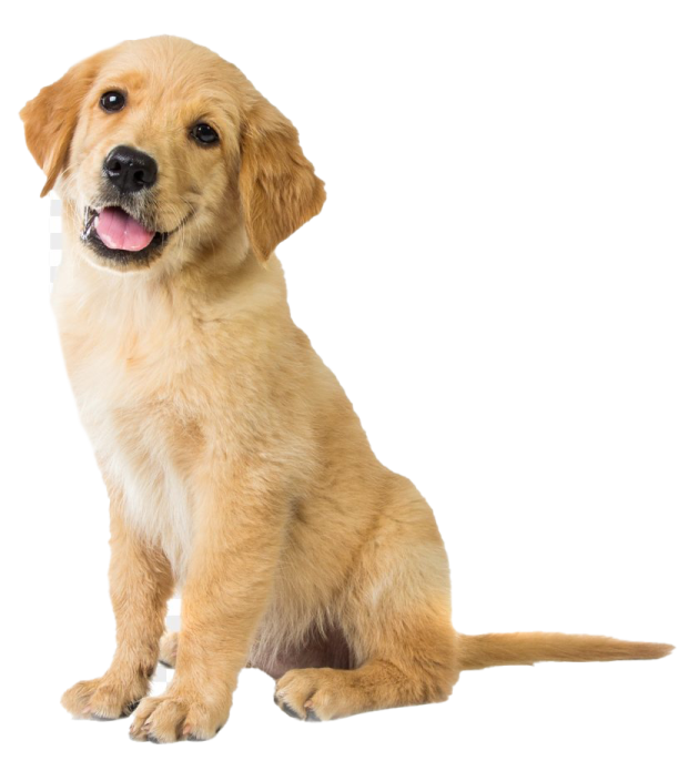 a golden retrieve puppy sitting on a white background