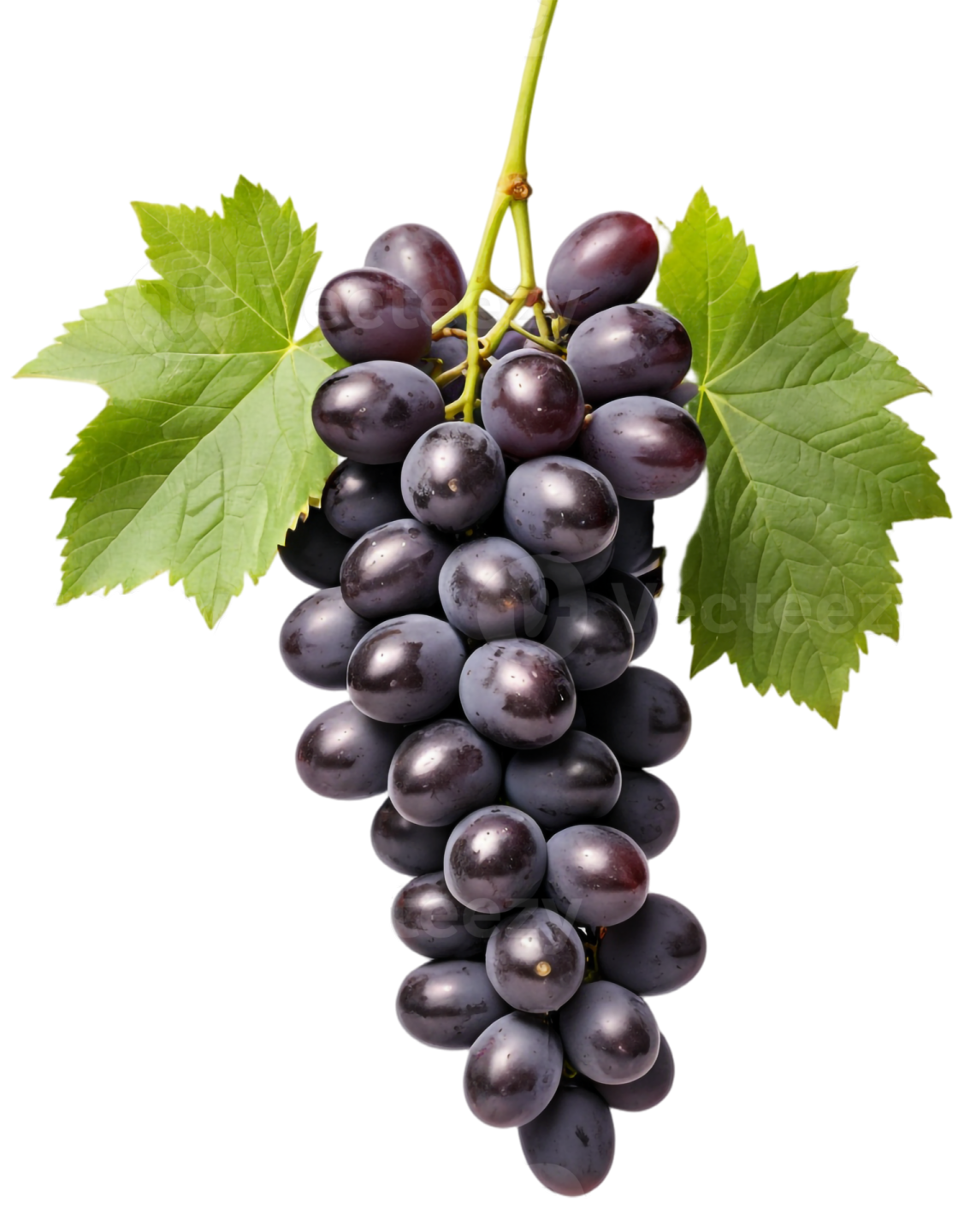 a bunch of black grapes with green leaves