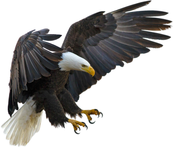 an eagle is flying through the air