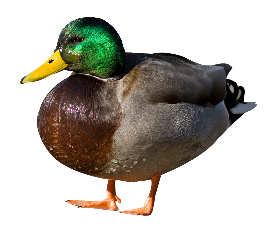 a close up of a duck on a white background