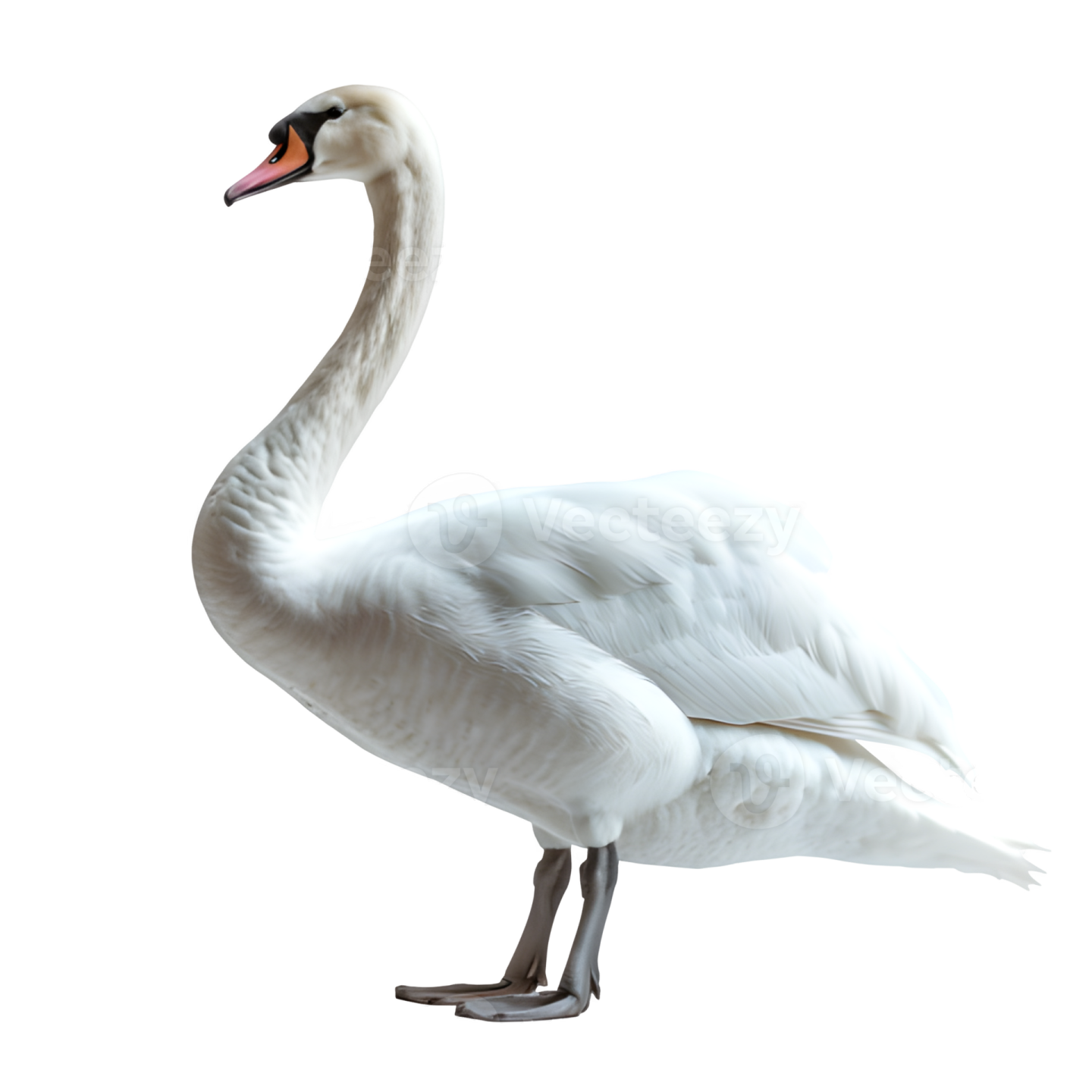 a white swan standing on its hinds