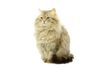 a long haired cat sitting on a white background