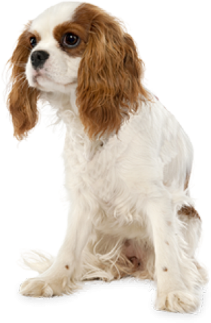 a small white and brown dog sitting on a white surface