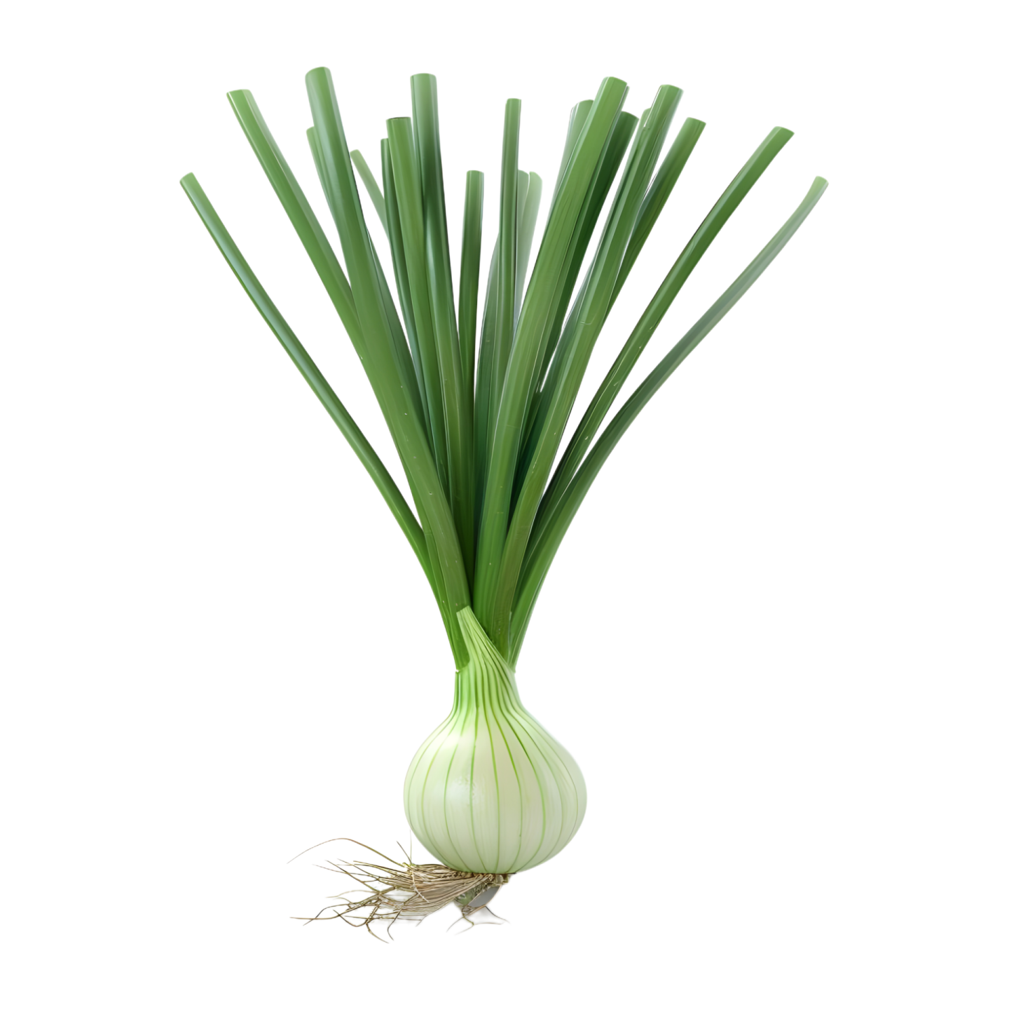 a bunch of onions on a white background