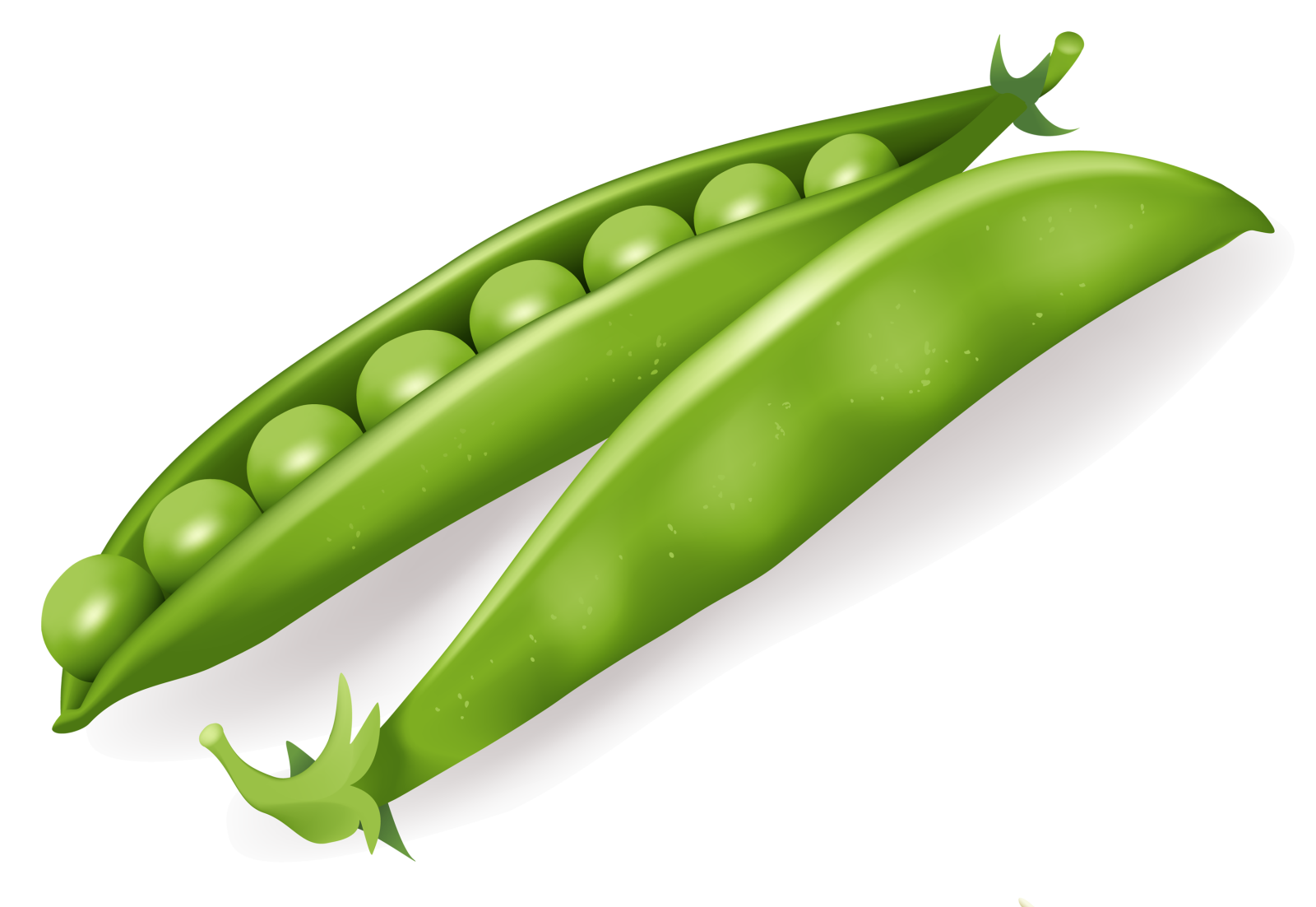 two peas on a white background