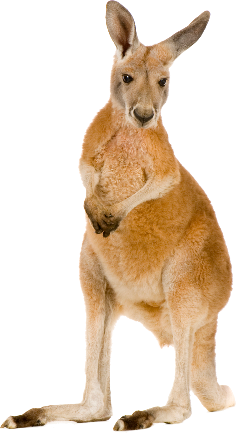 a small kangaroo standing on its hinds