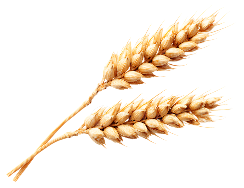two ears of wheat on white background