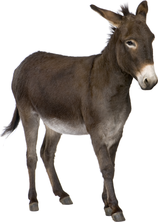 a donkey standing in front of a white background