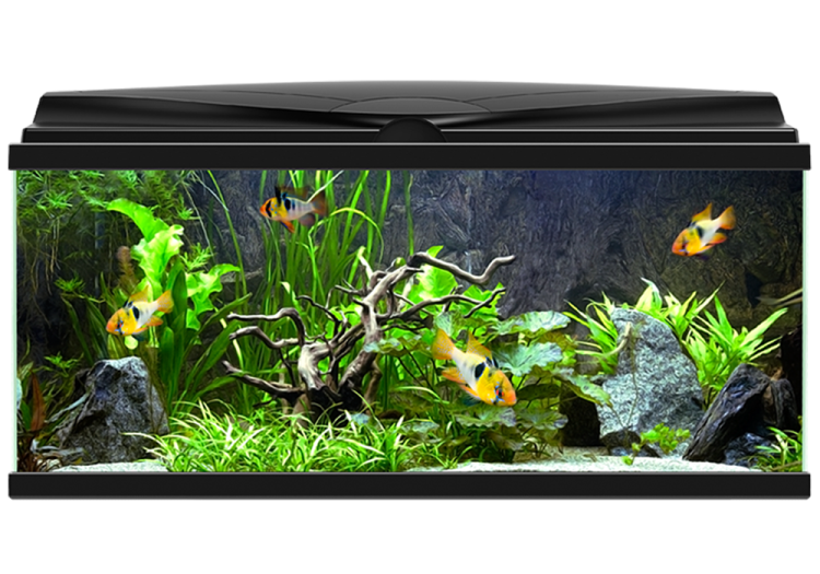 a fish tank with plants and rocks in it