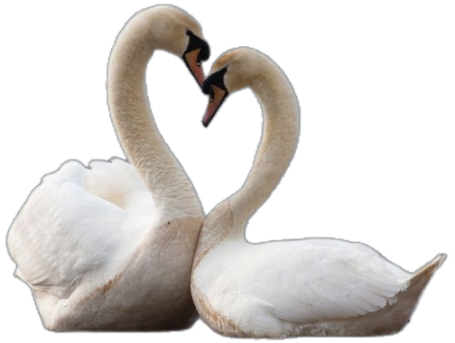 two swans making a heart shape