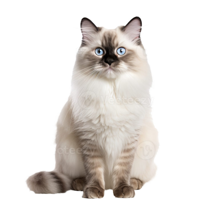 a cat with blue eyes sitting down
