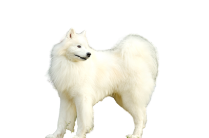 a small white dog standing on a white surface