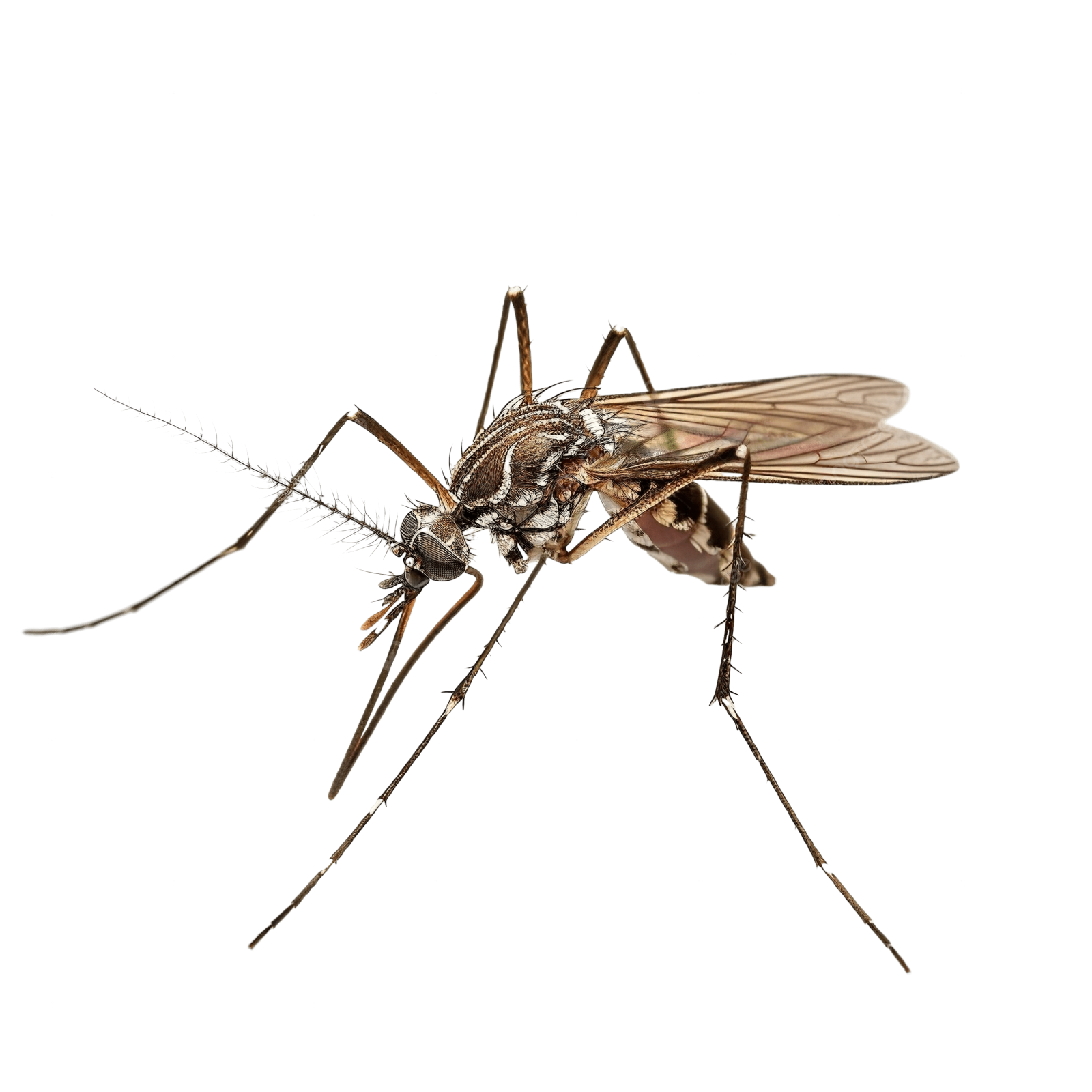 a mosquito on a white background