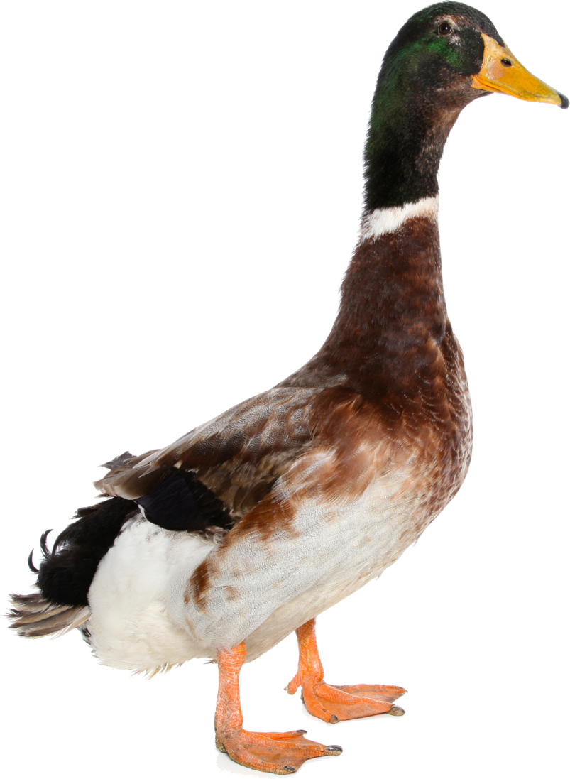 a duck standing on a white surface