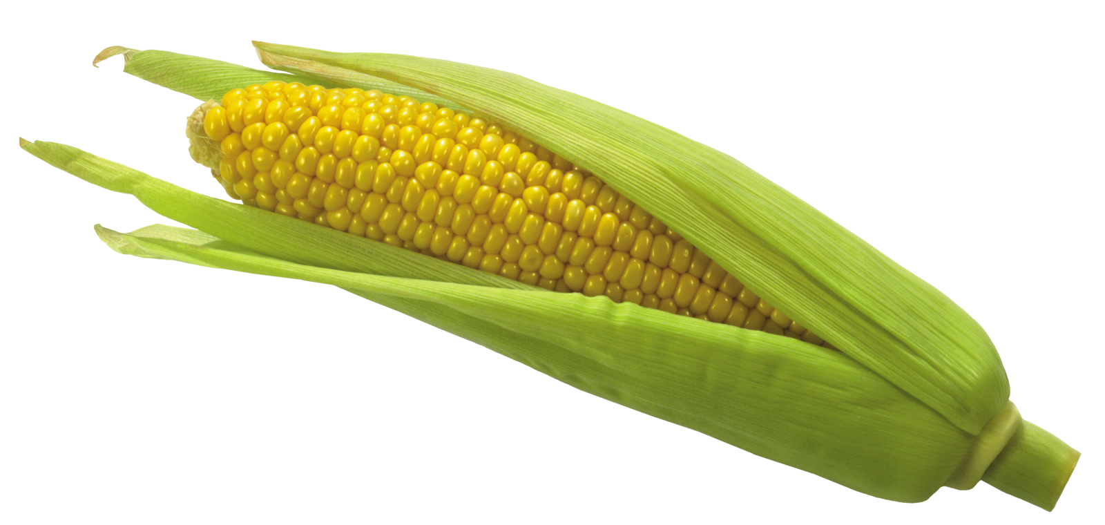 an ear of corn on a white background