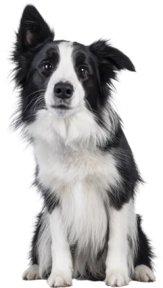 a black and white dog sitting down on a white background