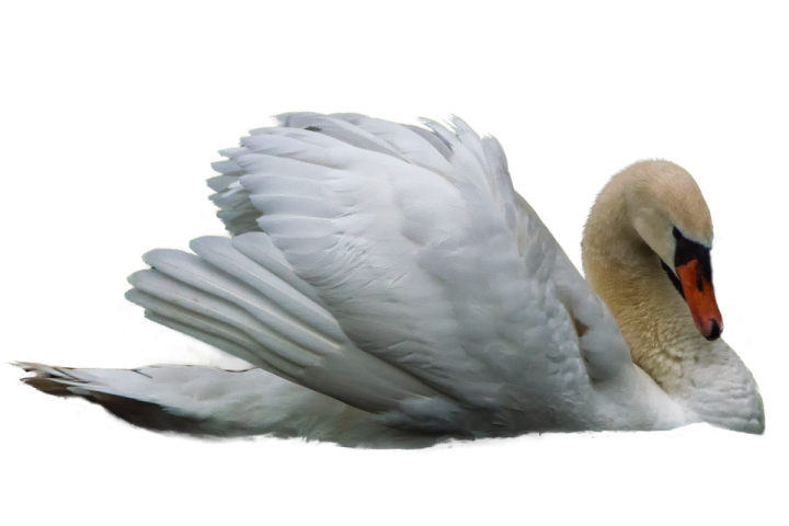 a white swan with its wings spread out
