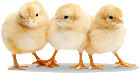 two small chickens standing next to each other chicks