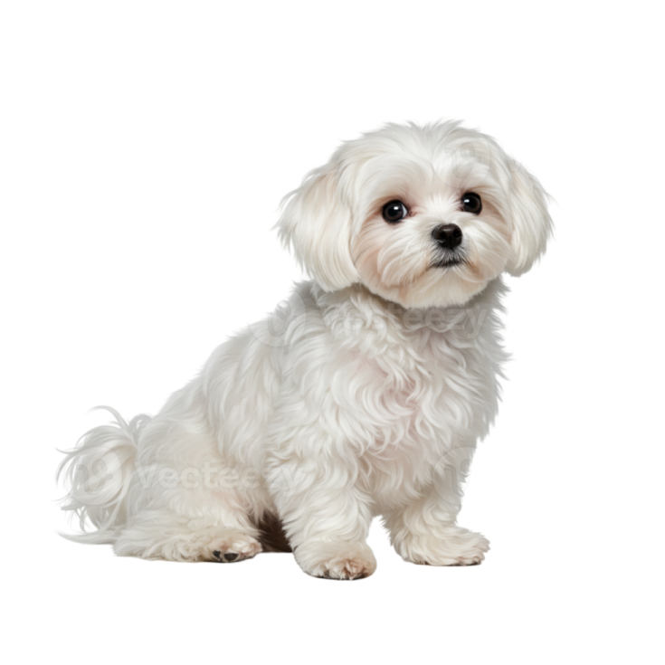 a small white dog sitting down on a white background