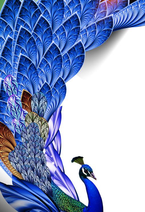 a peacock is standing in front of a white background