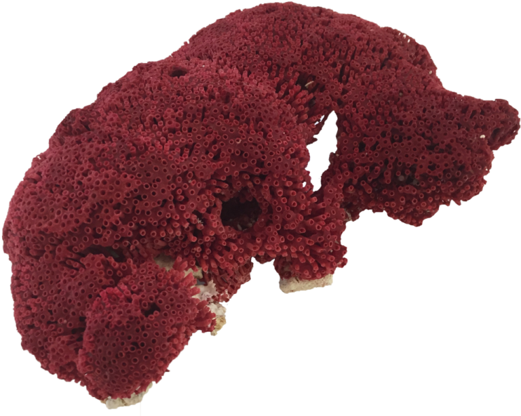 a piece of red coral on a white background