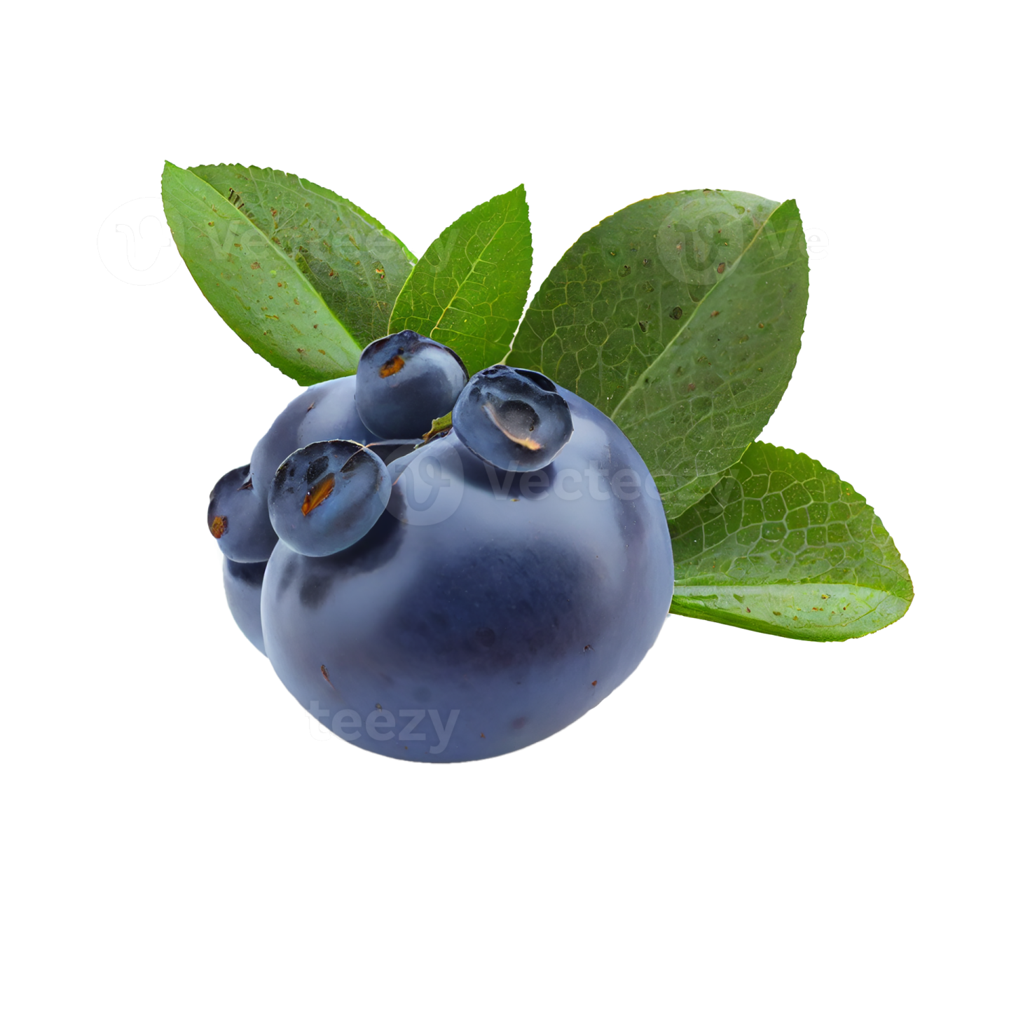 blueberries with leaves on a white background