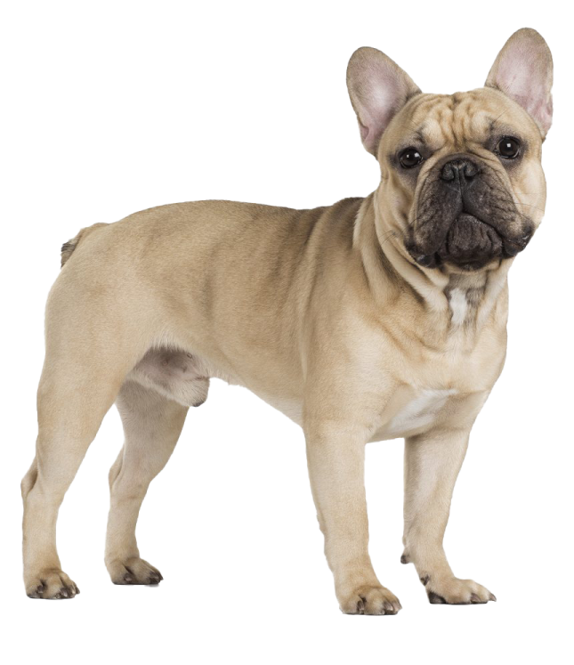 a small dog standing on a white background