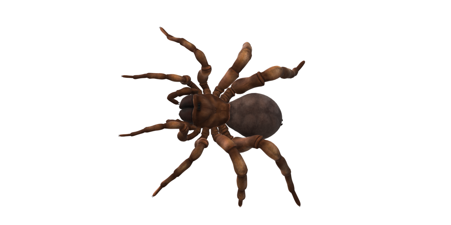 a brown spider on a white background