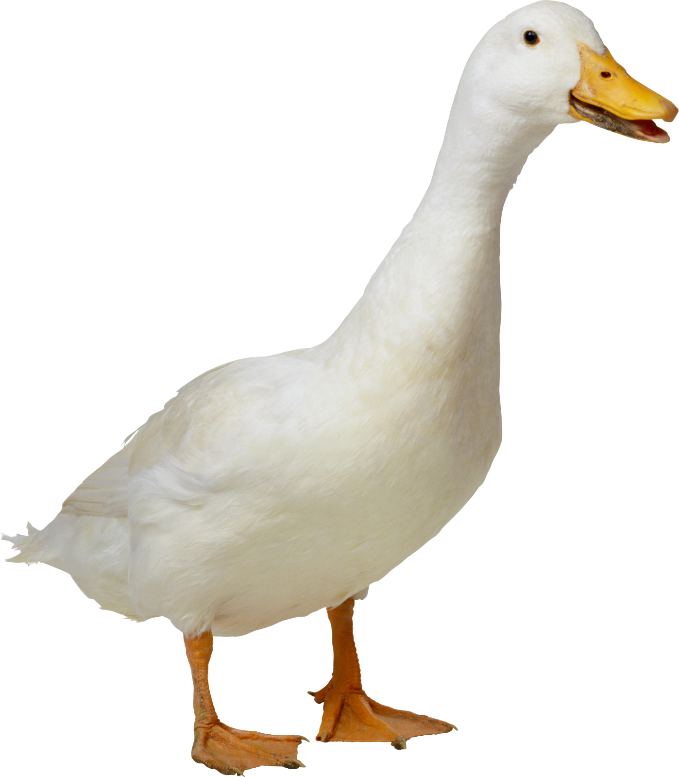a white duck standing on its hinds