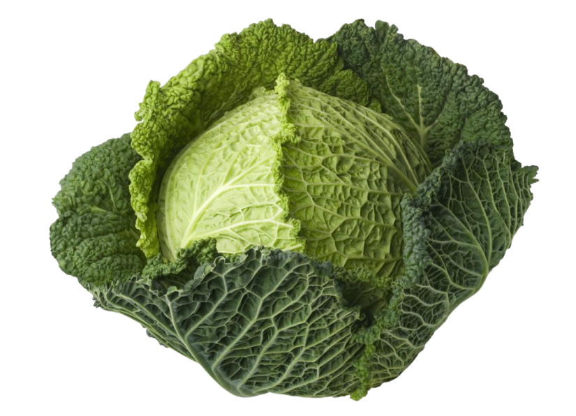 a head of cabbage on white background